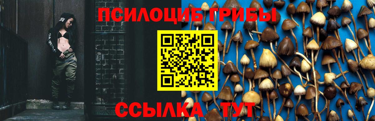 как найти наркотики  Псилоцибиновые грибы Cubensis  Вход с VPN  Дедовск 